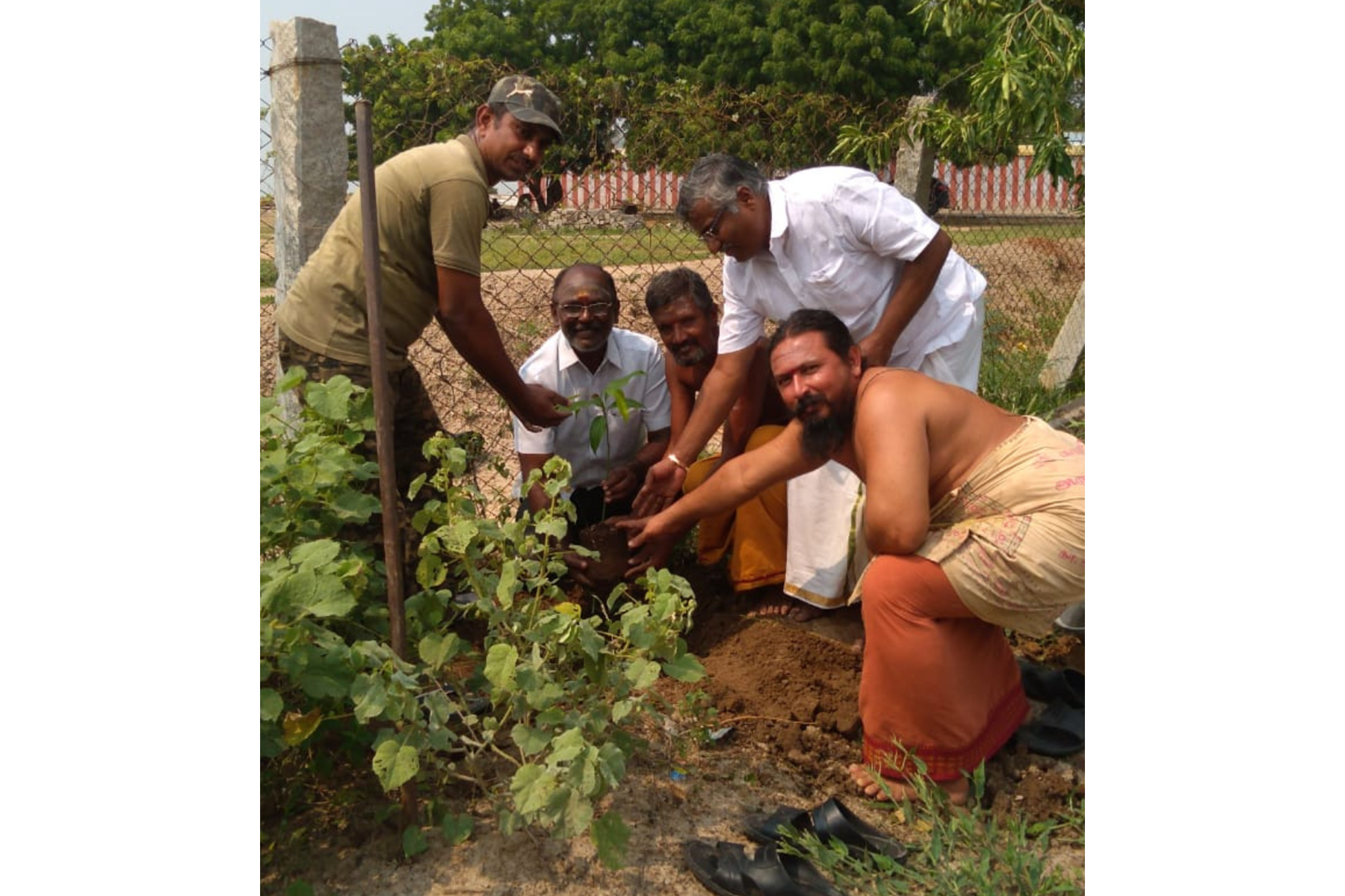 Tree Plantation