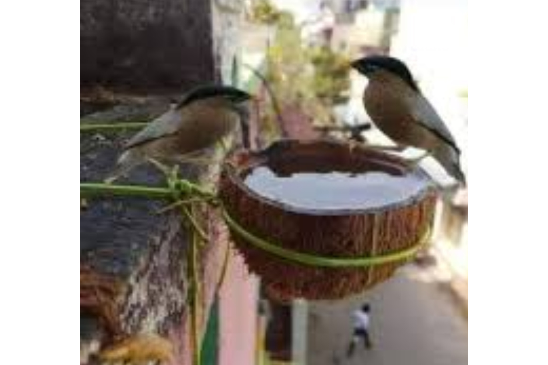 Eco Harvest Festival
