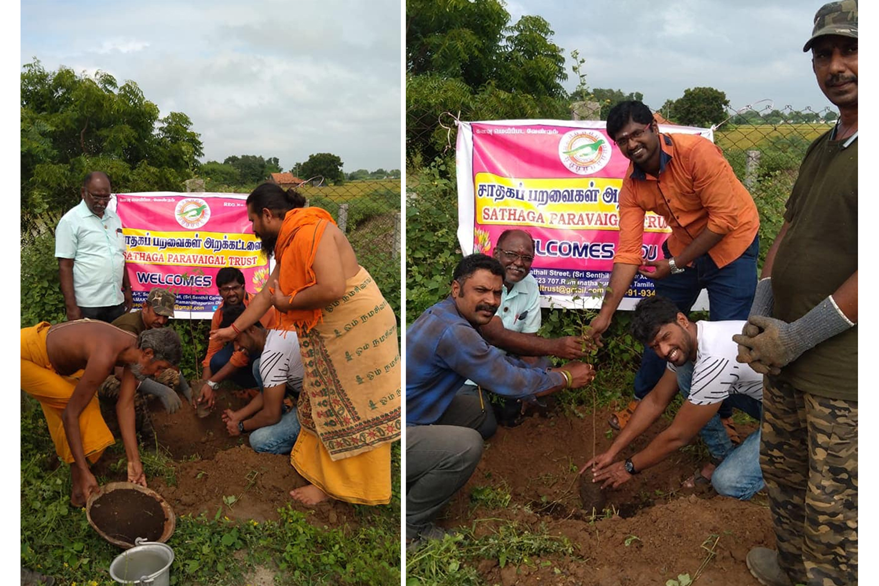 Tree Plantation